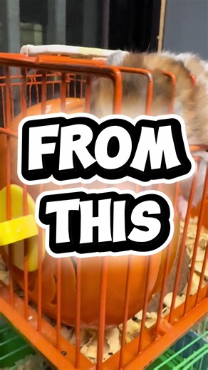 Creating the Perfect Hamster House for Your Pets