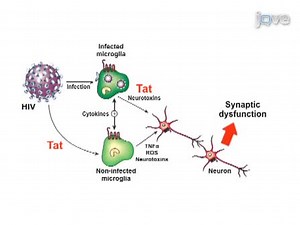 A Thin-skull Window Technique for Chronic Two-photon In vivo Imaging of Murine Microglia in Models of Neuroinflammation