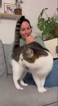 😹 Cats Freaking Out Compilation | You Won’t Stop Laughing!