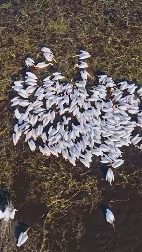 Take a closer look – these are actually Great White Pelicans (also known as Pink Pelicans), fishing in the shallow waters of a Liuwa floodplain in Zambia. The pelicans fish collaboratively, moving together in a loose formation to corral fish into shallower water where they are easier to catch. The best time to see pelicans in Liuwa is between November and April each year, or during the cooler months from May to June. Video credit: Luke Katemba Ker & Downey Zambia #LiuwaPlainNationalPark #Zambia 