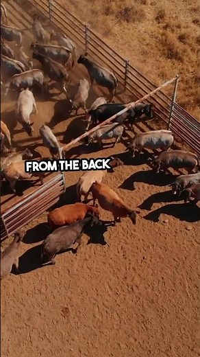 Shocking Cow Crush 🐄 | Surprising Deaths UNCOVERED!