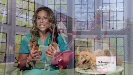 Protecting Your Dog from Canine Respiratory Diseases