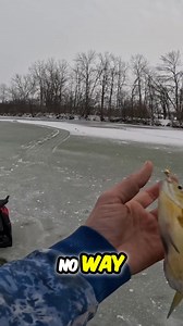 6.1K views · 120 reactions | Watch as a fisherman braves the ice and reels in a beautiful bluegill!  The decision? This one's a keeper! 樂 略 #IceFishing #Bluegill #FishingLife #WinterFishing #Fishing | The Fisher | Facebook