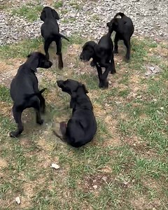 4.2K views · 60 reactions | Come adopt Saturday 11-3. 204 Kellwood Drive Perry 3 1/2 months old. | Friends Of Perry Animal Shelter (FOPAS) | Facebook