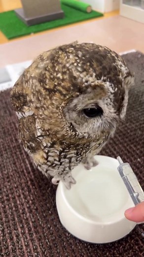 Beautiful Owls Compilation