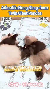 The Hong Kong-born twin panda cubs, a boy and a girl, born to giant panda Ying Ying, are now over two months old. The cubs are active, with strong limbs, and incredibly cute. Let’s take a look at some charming moments of these twin giant pandas! | Touch News