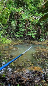 detik-detik sambaran predator rawa #sikidal #sikidalreels | SI KIDAL