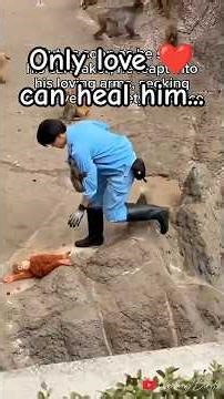 Baby Monkey Punch was attacked again, but loving arms quickly answered terrified screams of lil baby