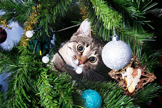 Astuces Pour Tenir Son Chat À Distance Du Sapin De Noël