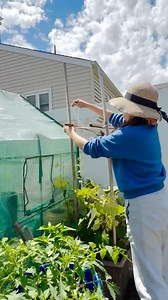 694 reactions · 50 shares | Building a simple and budget-friendly trellis for my grape plants ✨ to support their growth.  #GrapeTrellis #BudgetGardening #DIYGardenProjects #GrapevineSupport #GrowYourOwnGrapes | Che Thompson | Facebook