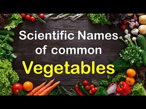 Scientific Names Of Most Common Vegetables ~ Vegetables Names