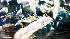 Ghosts of Subatomic Particles