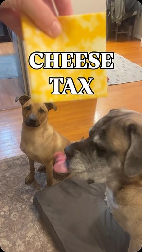 Just paying the Cheese Tax 🧀 #cheesetax #mastiff #pitbull #rottweiler #funnydogs | Coupon Dog Mom