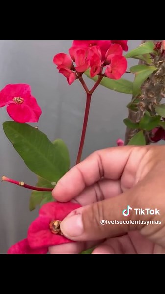 Cómo reproducir corona de cristo desde semilla paso a paso