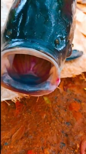 Islamic Miracles - Scientifically Analyzed#islamicshorts #allah #whatsappstatus #miracle #shorts