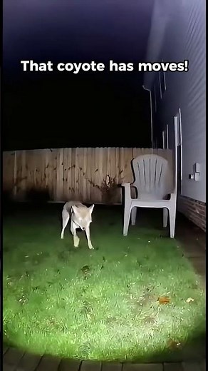 Rottweiler vs Coyote The Never Ending Battle