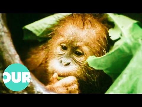 Indonesian Orangutans Are Losing Their Homes & Their Tragic Story Of Survival | Our World