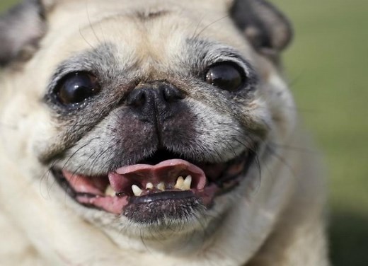 Dog Braces: Everything You Need to Know
