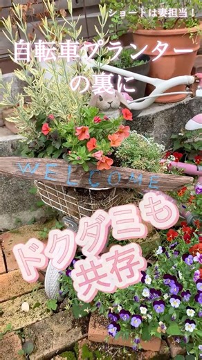 プランター花の寄植えと背景にドクダミ共存 #花のある暮らし #ガーデニング #庭作業 #観葉植物 #ドクダミ