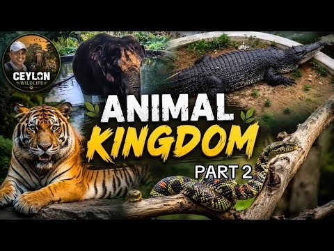 The Wonders of the Animal Kingdom | Wildlife Documentary | Part 2