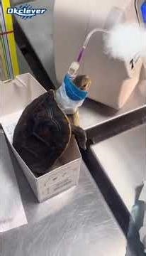 veterinary infusion pump