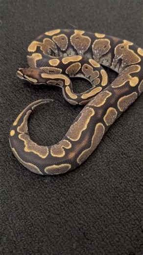 Beautiful ball python #pet #snake #animal #reptile #wildlife #nature #cute #snakebreeder #python