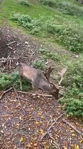 Fallow deer are medium-sized, adaptable deer known for their varied coat colors (common spotted, menil, melanistic, white) and bucks' broad, palmate antlers, with females (does) and young (fawns) forming herds and males often separate until the autumn rut. They prefer mixed woodland with clearings, eat grasses and browse, and have distinctive black-and-white tails. Munich Germany. #wild #deer #germany🇩🇪 #animals #foryou #facebookphotochallenge | Bader Munir