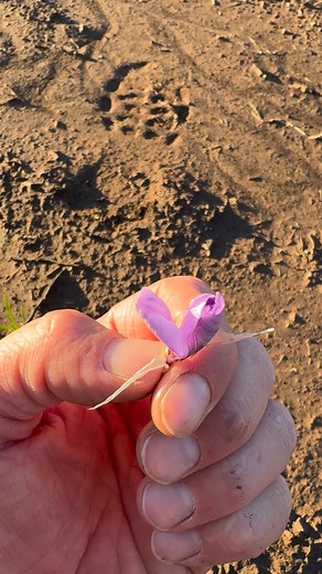 Most people wait for the flower to open… but that’s not required. If you see a saffron flower popping up — even if it’s still closed — go ahead and harvest it. The threads inside are fresher, brighter, and more potent when you pick them right away. This is how we get that deep red, premium saffron everyone loves. Don’t wait — harvest as soon as you see the flower! 🌸✂️ | Shesrootedhomesaffron