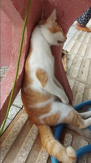 Mèo tặc. CHÚNG BẪY CẢ MÈO NHÀ. Bẫy ngay cổng nhà luôn!!!!!