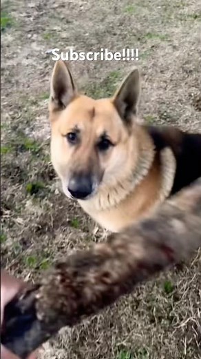 Dogs NEED Exercise… Here’s What Happens Without It 🐶⚡ #shorts