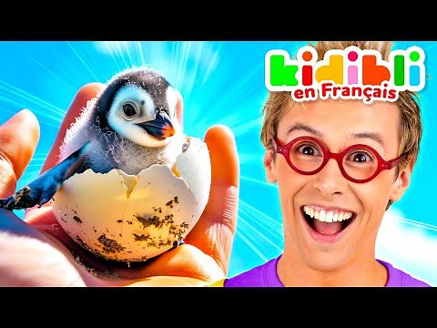 Tout Apprendre sur les Pingouins ! | Vidéos Educatives pour les Enfants | Kidibli | Animaj Kids