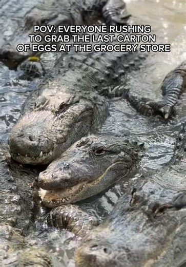 Florida Man spotted fighting for the last carton of eggs… turns out it was just the gators #miami #alligator #homestead #homesteadfl #miamiflorida #floridacheck #florida #floridagators #gator