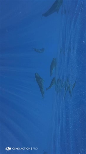 Soo… cool!!!! #pilotwhale Monica Weber | Colleen R Kitchen
