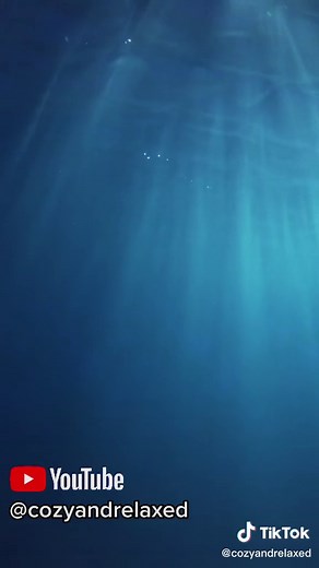 Whale Sounds | Deep Underwater | Relaxation | Whale Song | To Sleep To | Relax, Study, Meditation #fyp #relax #cozyandrelaxed #meditate #sleep #whale