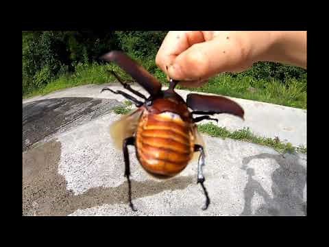 カブトムシの羽の動き