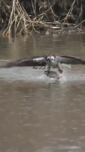 3.7K views · 27 reactions | Exo Wildlife on Reels | Facebook