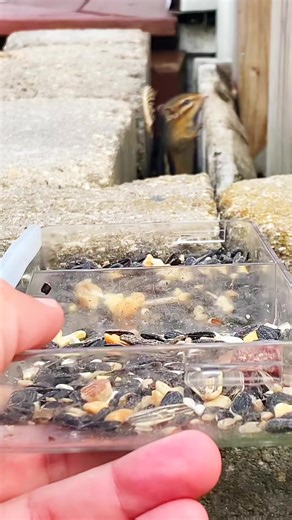 14 reactions | A baby chipmunk story | Knox Waters | Facebook