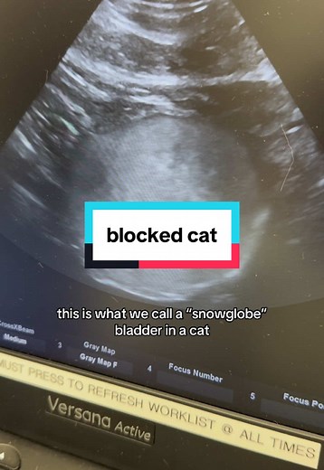 Understanding Blocked Cat Urinary Issues