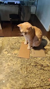 Interpretive fuzzy ball dancing. 😸🐾 #catdance | Justin Plain Jones