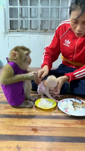 cuteyoungmonkeys on TikTok