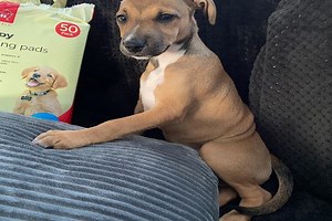 Whippet Jack Russel Mix: A Complete Guide - WhippetCentral