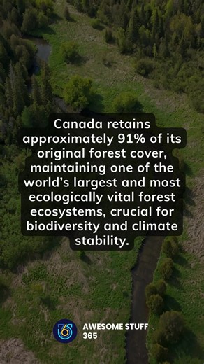 598K views · 48K reactions | Canada retains about 91% of its original forest cover, preserving one of the world’s largest and most ecologically vital ecosystems. These forests play a crucial role in maintaining biodiversity and climate stability.  #Conservation #Biodiversity #ClimateAction | Awesome Stuff 365 | Facebook