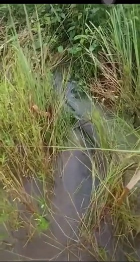 Giant Python Slithering Through Murky Wetland Water