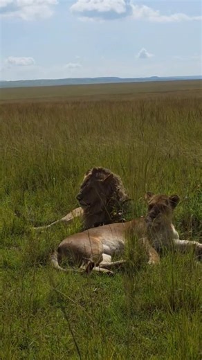 Dubo Mtoto (Orongoi) in a Special time with Rekero female in masai mara grasslands. He is back to R4