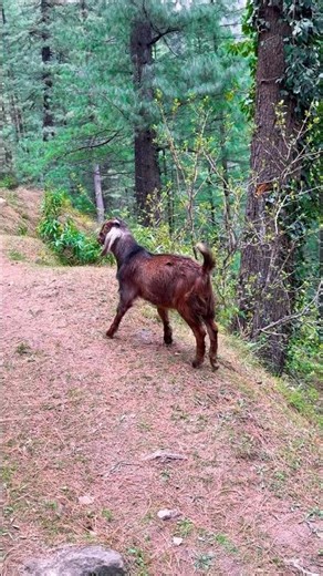 Beautiful Goat Grazing in Jungle 🐐🌿 | Peaceful Nature Animal Reel | Relaxing Village Life #goat
