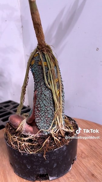 Gold Dust Farms on TikTok