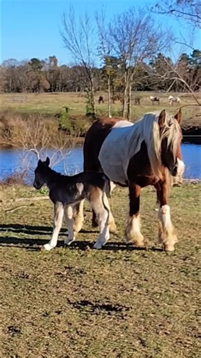Lura and Storm's 2026 filly - first time outside Part 3. Possibly solid black silver dapple Gypsy Vanner filly by DTR Ice Storm of AG out of Loki's the Temptress of Savage Farms aka Lura. #savagefarms #gypsyvanners #foalsof2026 #gypsyvannerfoals #gypsyvannerfoalsforsale #gypsyvannerfilly #WeBreedAthletes #firstfoal #paymentplansavailable | Lisa Savage