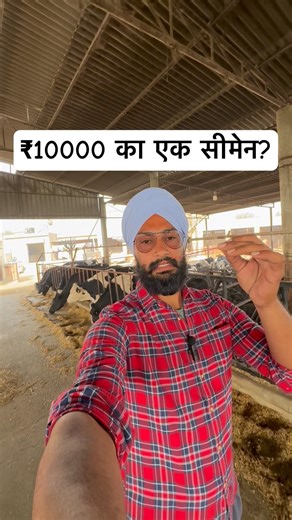 One semen for 10 thousand rupees? New bull of ABS wrangler. Best bull for breeding in hf cow farm...