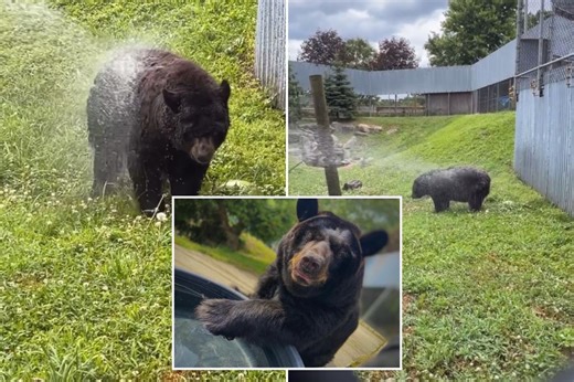 Elderly bear blasted with high-pressure hose at LI animal refuge riddled with abuse allegations, video shows