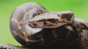 Pythons haben zwar Beine, laufen aber nicht mit ihnen - dafür läuft ihr Kiefer! Erfahrt mehr über die Evolution und das Leben dieser bemerkenswerten Raubtiere. Mehr spannende Videos unter: www.nationalgeographic.de/video | National Geographic